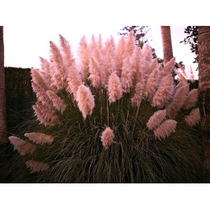 Kortadéria pampová (Cortaderia selloana) ´PINK FLOWER´ - výška 150-180 cm, kont. C30L